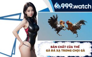 Bản chất của thế gà đá xạ trong chọi gà